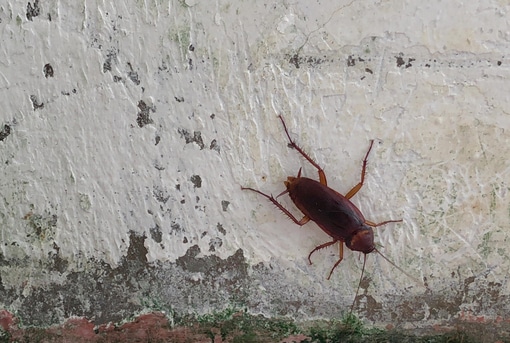 Cockroach on Wall
