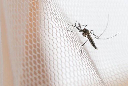 Mosquito in Netting