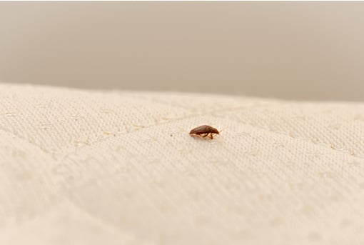 Bed Bug on Bedding