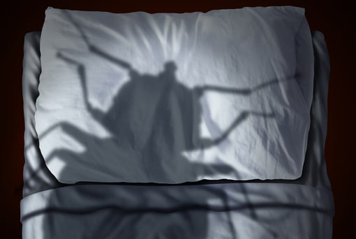 Bed Bug Shadow