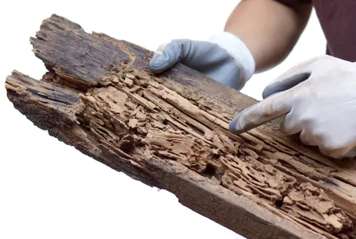 Termite Damage Inside Wood