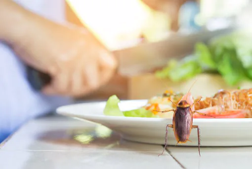 Cockroach Touching Your Food