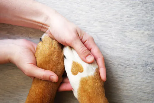 Holding Puppy Hands